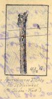 1916-12-10 Abgeschossene Fichte als Telefonmast am Cimone West
